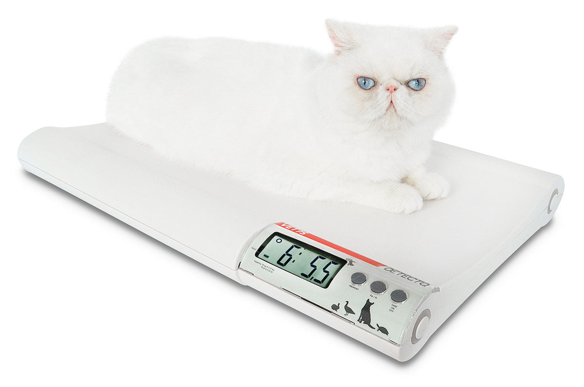 Detecto Veterinary Scale, Electronic, 20" x 14", 75 lb with .02 lb / 31 kg x .01 kg